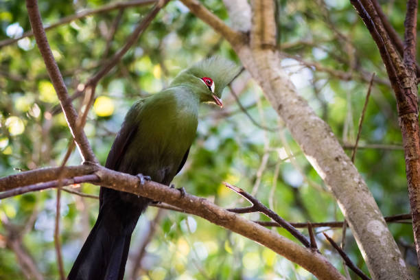istock Guinea/Green Turaco (Tauraco persa) bird sits on branch in forest 687897966