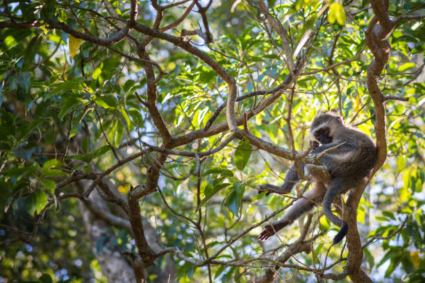 Vervet monkey (Chlorocebus pygerythrus) sitting on a branch in treetops stock photo