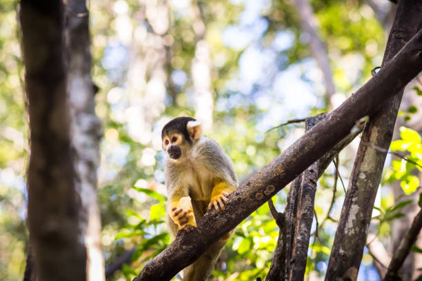 istock Squirrel monkey eating and sitting on a branch in treetops 687898300
