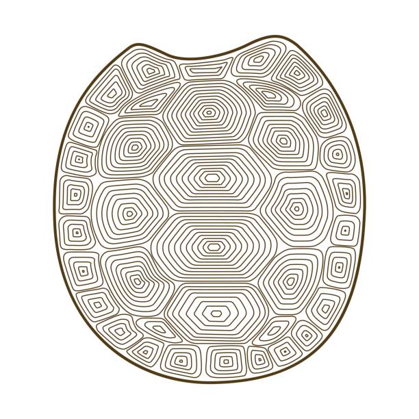 3,400+ Turtle Shell Pattern Stock Illustrations, Royalty-Free Vector Graphics & Clip Art - iStock | Turtle shell pattern vector 3-400-turtle-shell-pattern-stock-illustrations-royalty-free-vector-graphics-clip-art-istock-turtle-shell-pattern-vector