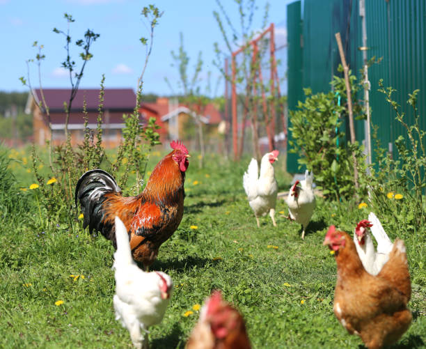 istock Photo of a beautiful rooster 687901824