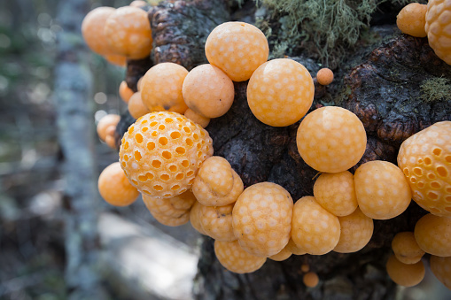 Yellow bulbous fungus grows on a branch in Tierra Del Fuego national Park