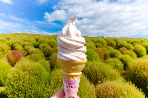 istock Kochia soft cream ,Kochia fields,beautiful sky 687912510