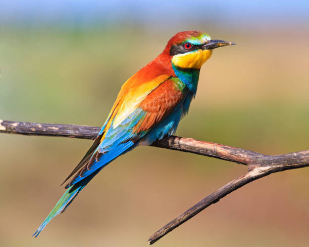 istock colored exotic bird sitting on a dry branch 687912566