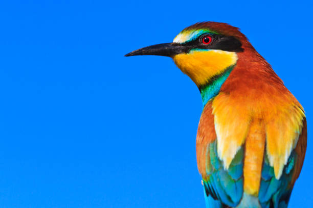 uccello colorato su uno sfondo di cielo blu - gruccione foto e immagini stock