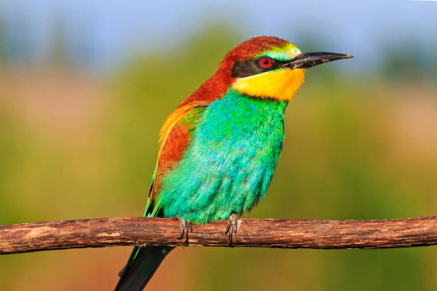 colori incredibili di uccelli esotici - gruccione foto e immagini stock