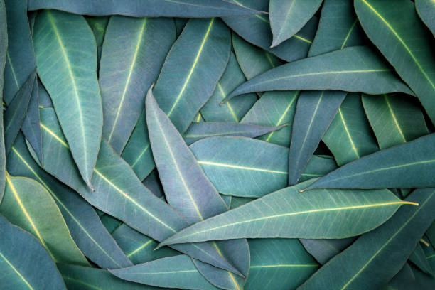 istock the Nature Eucalyptus leaves  background 687912756