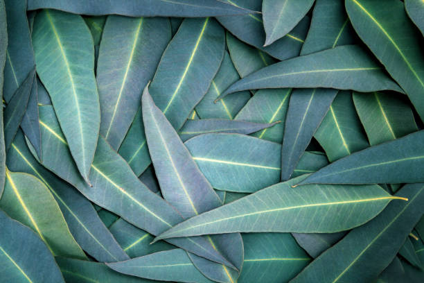 the Nature Eucalyptus leaves  background stock photo