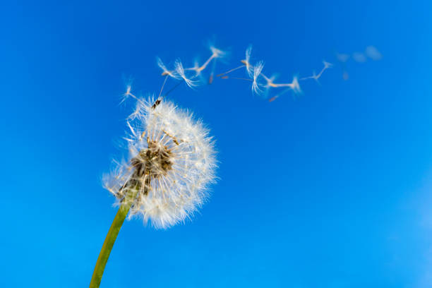 istock Dandelion with seeds blowing away 687913110