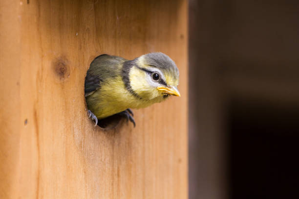 Juvenile Blue Tit (Cyanistes Caerules) fledging from nest box Juvenile Blue Tit (Cyanistes Caerules) fledging from nest box in Lechlade, UK fledging stock pictures, royalty-free photos & images