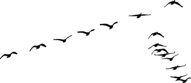 istock Silhouette of flock of Canada Geese flying in formation 687917190