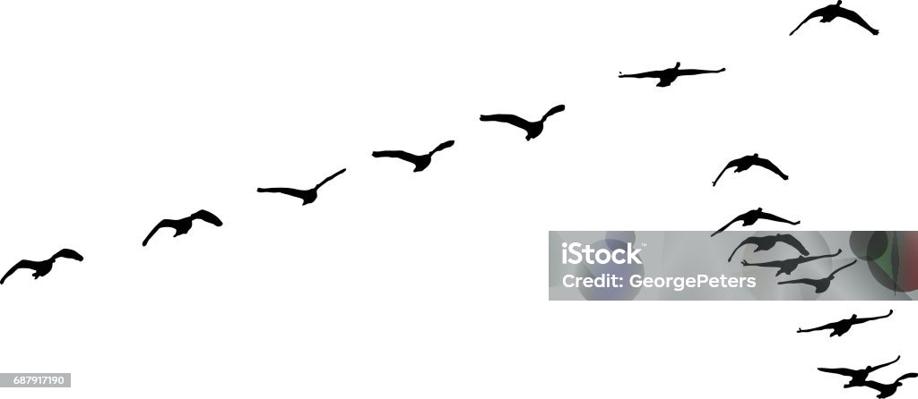 Silhouette of flock of Canada Geese flying in formation Birds Flying in V-Formation stock vector