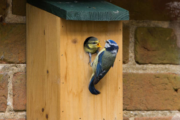 istock Juvenile Blue Tit (Cyanistes Caerules) fledging from nest box 687917368
