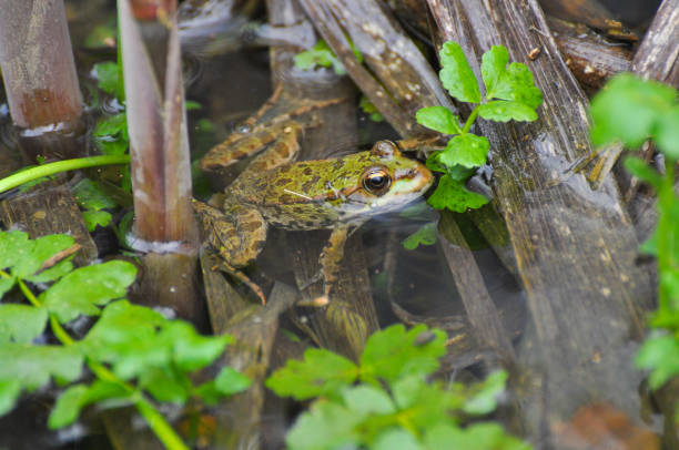 istock The edible frog (Pelophylax kl. esculentus) common water frog or green frog. 687923030