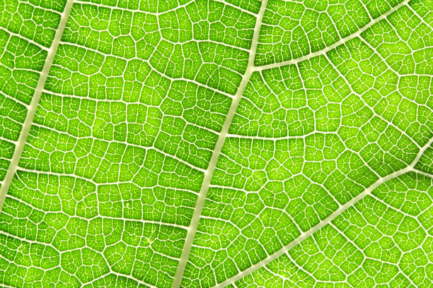 istock Close up the green leaf texture as green nature abstract background 687923356