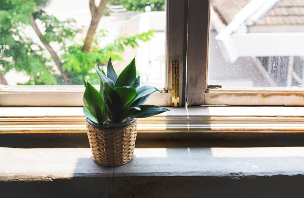 istock Indoor potted houseplant by the window 687924656