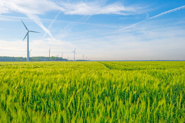 istock Green wheat field in spring in sunlight 687928572
