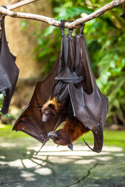 istock Female bat breastfeeding her baby 687931234