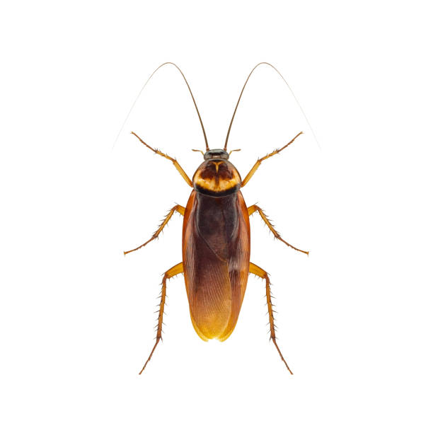 Cockroach isolated on a white background stock photo