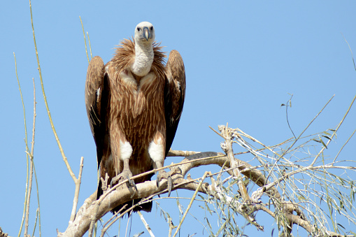 Like other vultures, it is a scavenger, feeding mostly from carcasses of dead animals which it finds by soaring over open areas, often moving in flocks.  while coverage of open areas and availability of dead animals within dozens of kilometres of these cliffs is high. It grunts and hisses at roosts or when feeding on carrion.