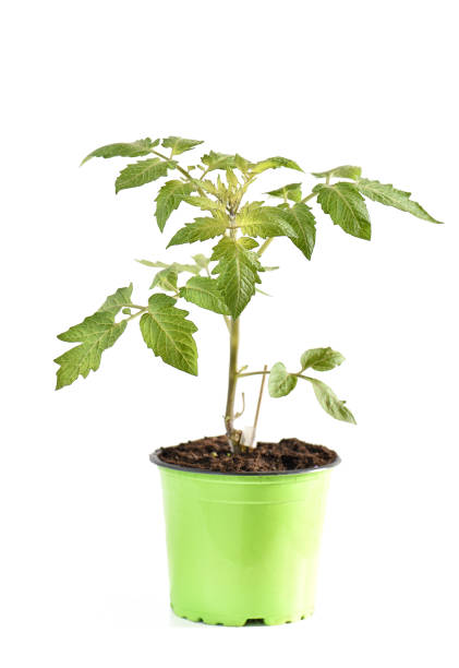 istock Tomato plant in pot isolated white background 687935934