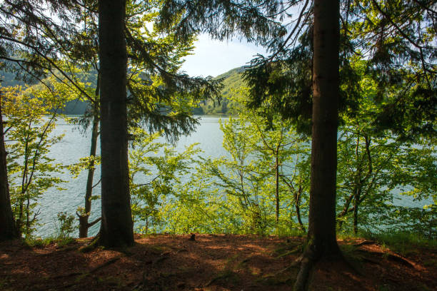 istock View from shore through trees to mountain lake at dawn 687939624
