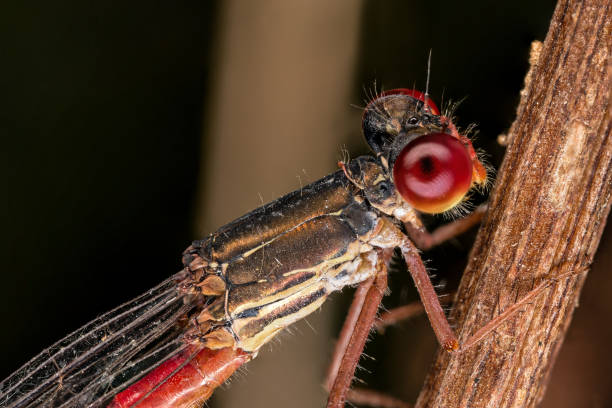 istock Close-up of damselfly 687940018