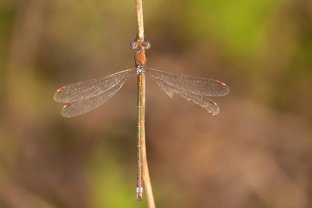 istock Close-up of damselfly 687940334