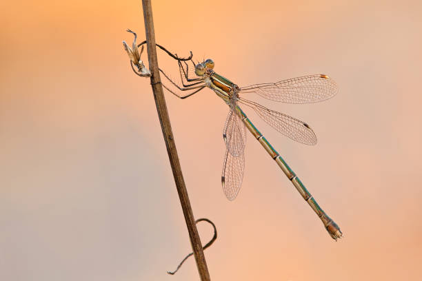 istock Close-up of damselfly 687940580