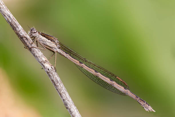 istock Close-up of damselfly 687942684