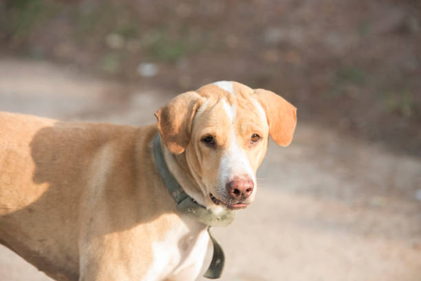 istock The brown haired dog looked pitying 687946862