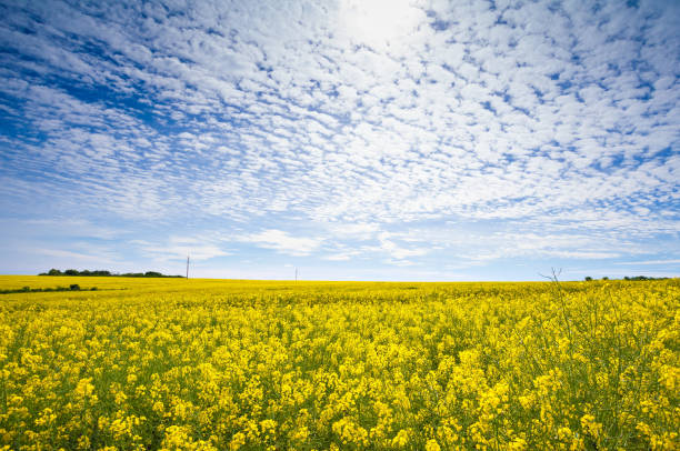 istock Field of rape flowers blooming in springtime 687947270
