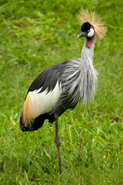 istock Black crowned crane - Balearica pavonina 687951118