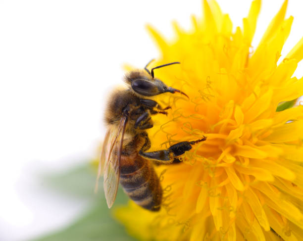 istock Honeybee and yellow flower 687953690