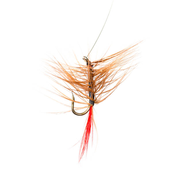 istock fly for fishing on a white background 687954326