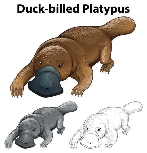 ilustraciones, imágenes clip art, dibujos animados e iconos de stock de esquema de animales para ornitorrinco de pico de pato - ornitorrinco