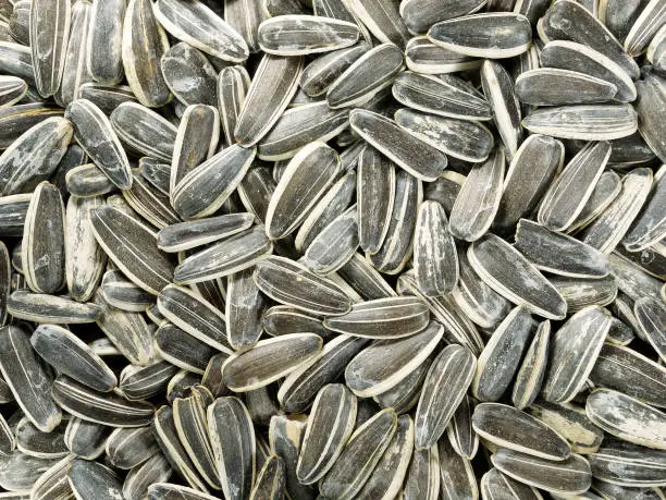 Roasted and salted sunflower seeds background