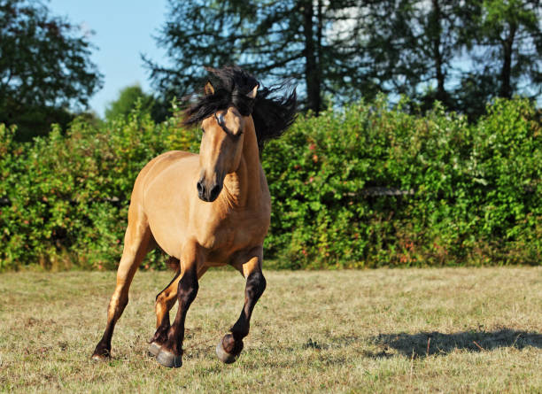 istock Draft horse galloping on the meadow in summer time 687964656