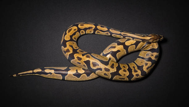 istock Photo of ball python's noose 687964928