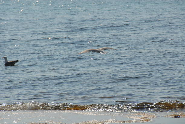 istock Flying seagulls on the Mediterranean in Spain 687967848