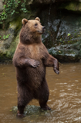 Kamchatka brown bear (Ursus arctos beringianus), also known as the Far Eastern brown bear standing on its hind legs.