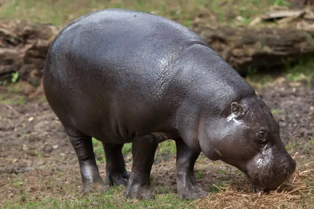 Photo of Pygmy hippopotamus (Choeropsis liberiensis)