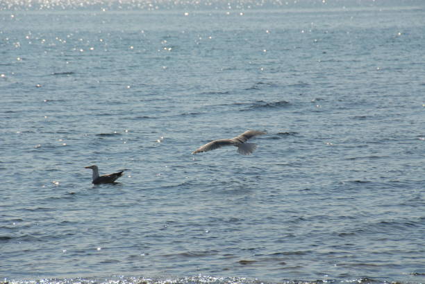 istock Flying seagulls on the Mediterranean in Spain 687968968