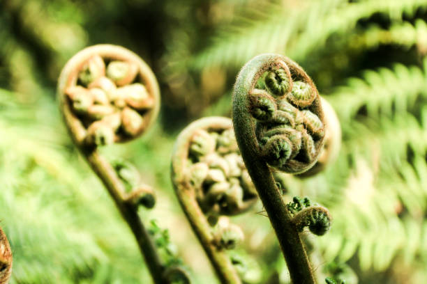 istock Cycas revoluta 687971492