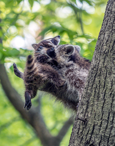 raccoon is a medium-sized mammal native to North America with baby