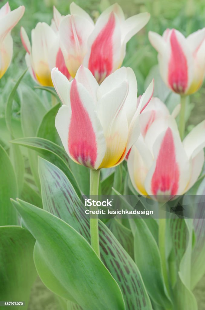 Flower bed of pink  tulips. Mary Ann Greigii tulips Carmine red tulip with edged white. Green foliage is  mottled Adult Stock Photo