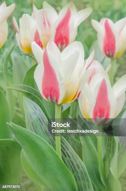 Flower Bed Of Pink Tulips Mary Ann Greigii Tulips Stock Photo - Download Image Now