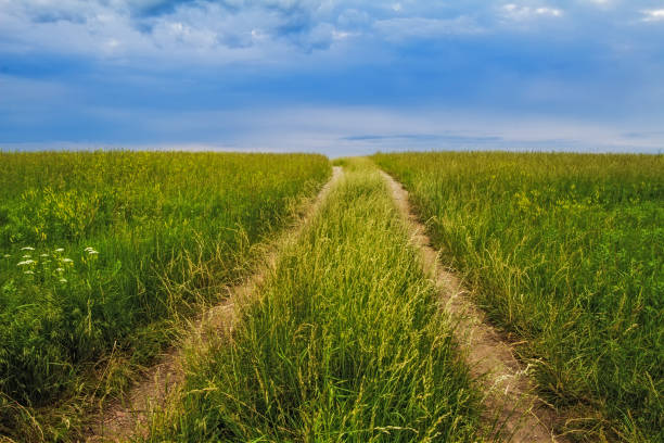 tallgrass prairie pathway - grass area field hill prairie - fotografias e filmes do acervo