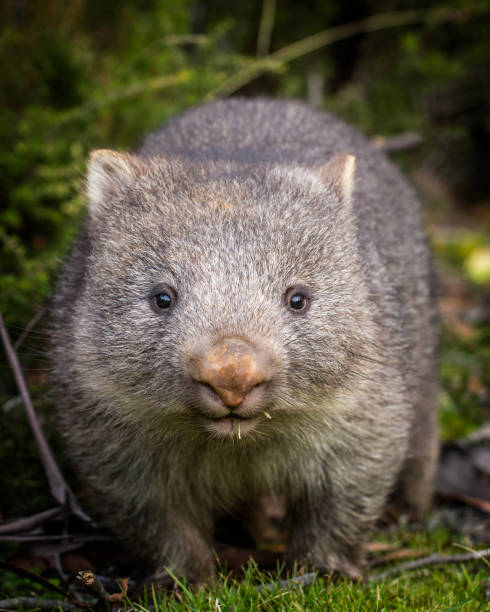 baby bare nosed wombat A close up portrait of a baby bare nosed wombat (Vombatus ursinus) wombat stock pictures, royalty-free photos & images