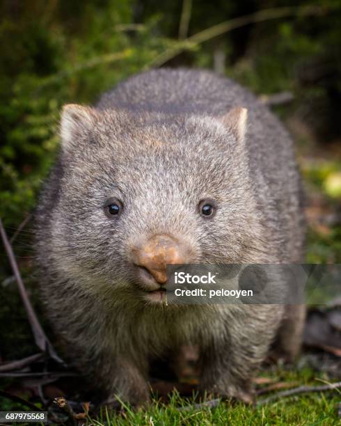 Baby Bare Nosed Wombat Stock Photo - Download Image Now - Wombat, Animal, Animal Hair